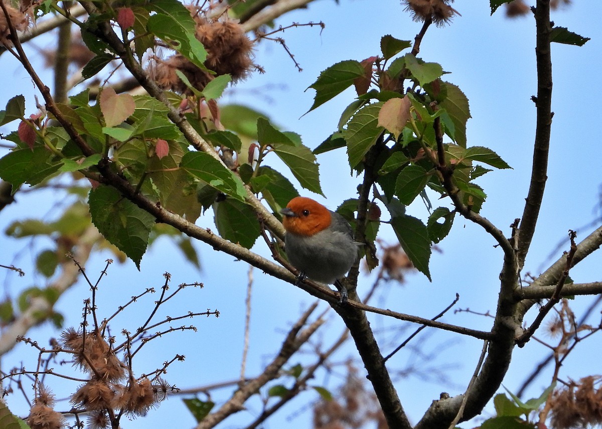 Fulvous-headed Tanager - ML617694036