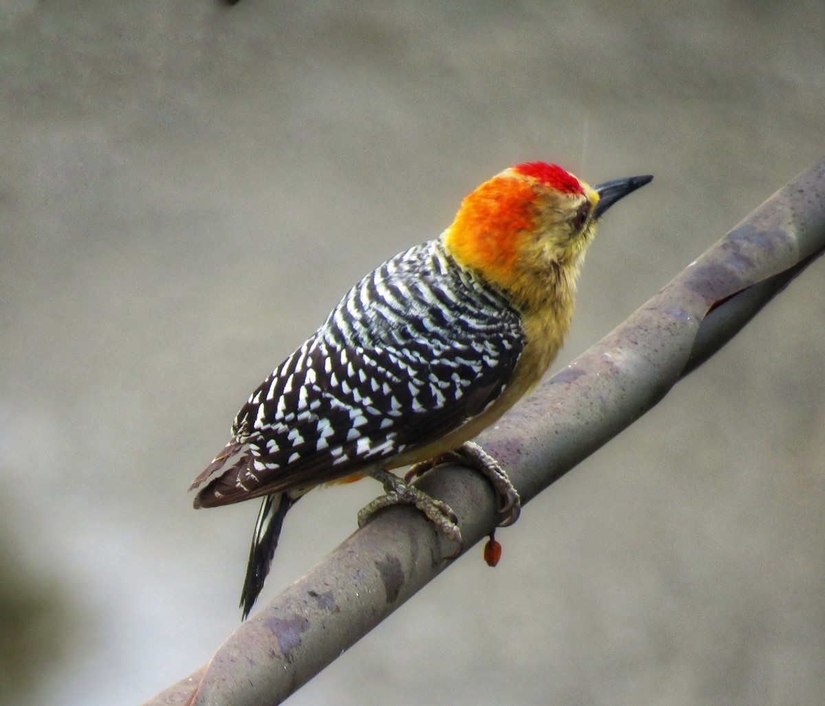 Red-crowned Woodpecker - René Leal