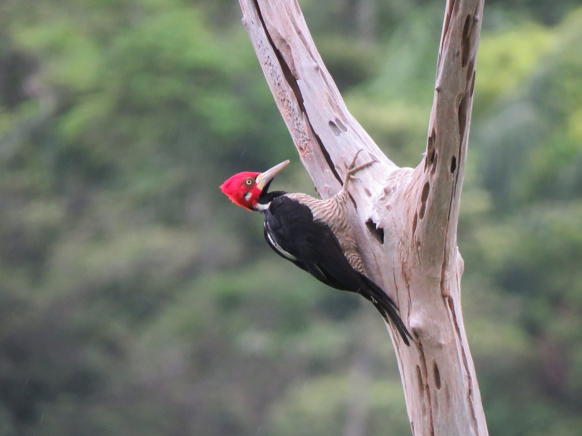 Crimson-crested Woodpecker - ML617694148