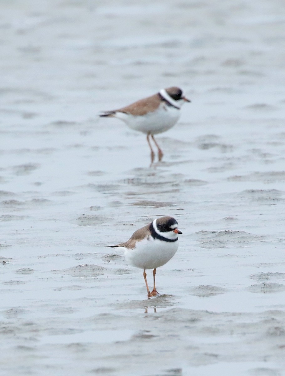 Semipalmated Plover - ML617694159