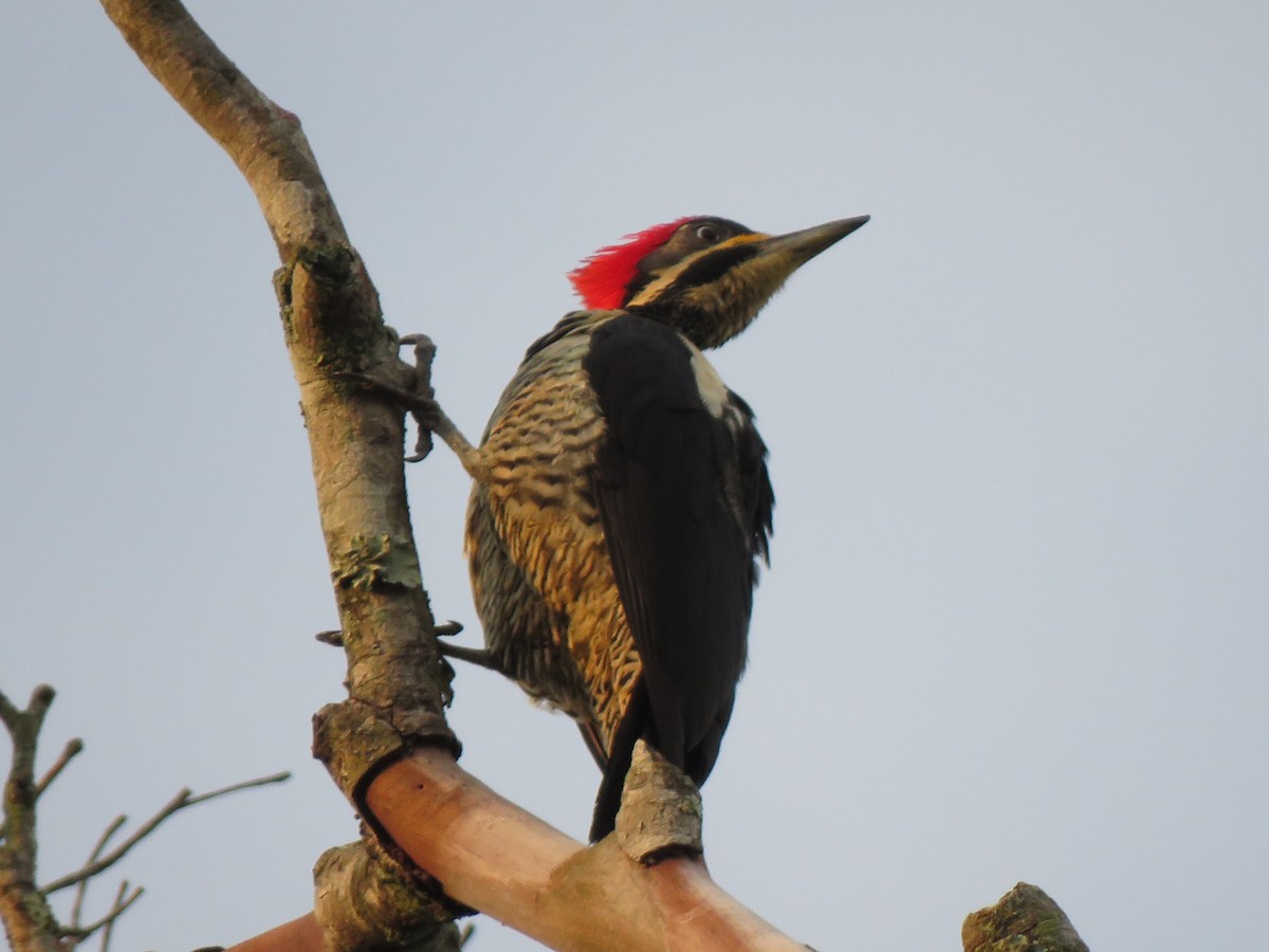 Lineated Woodpecker - René Leal