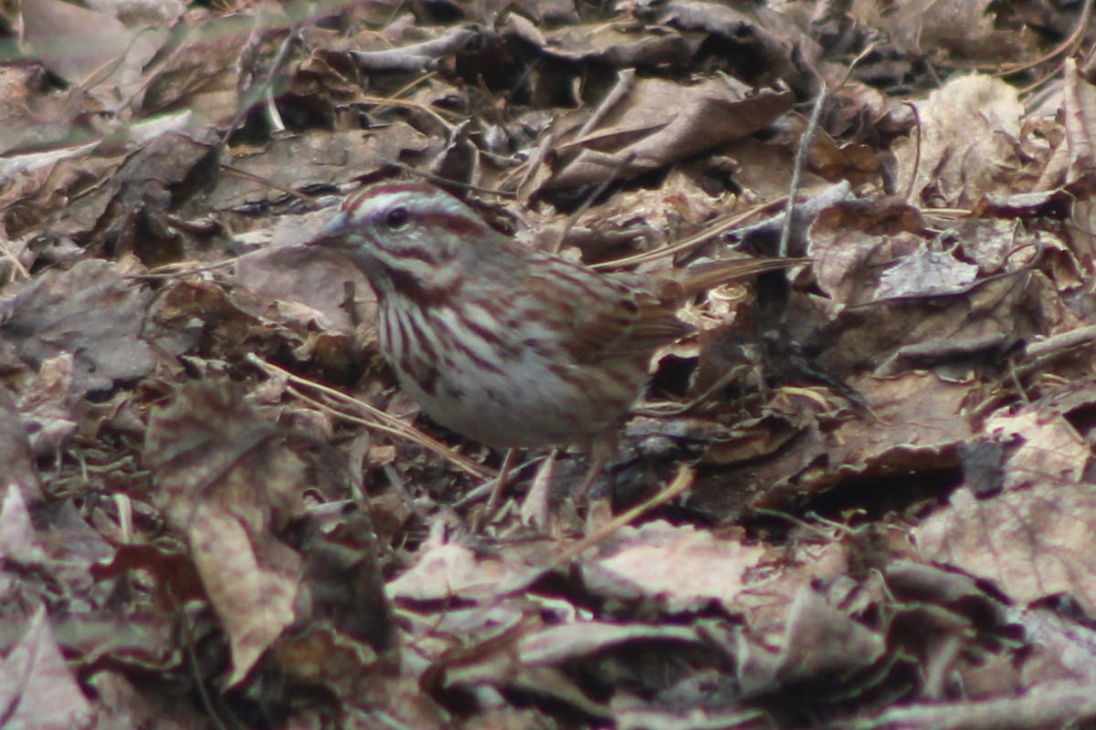 Song Sparrow (montana/merrilli) - ML617694223