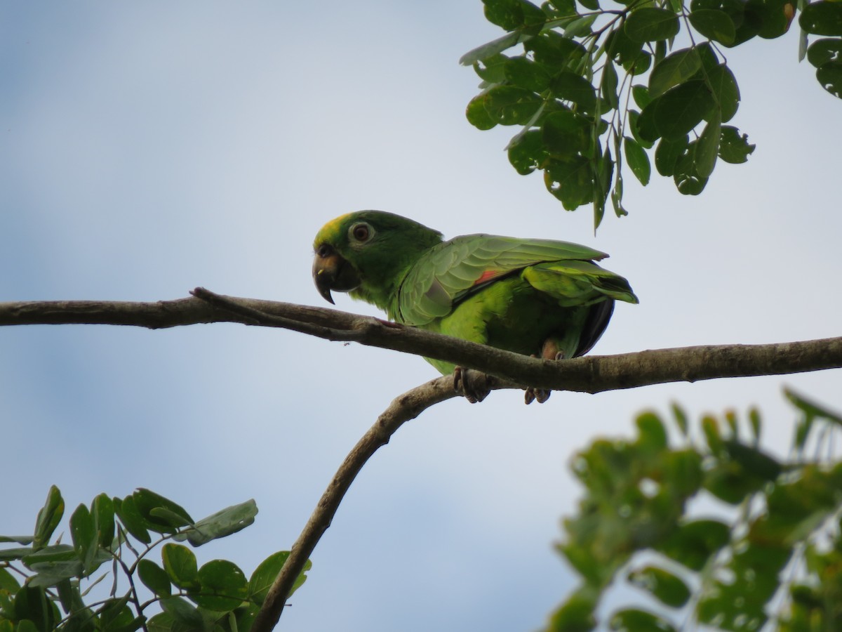 Yellow-crowned Parrot - ML617694227