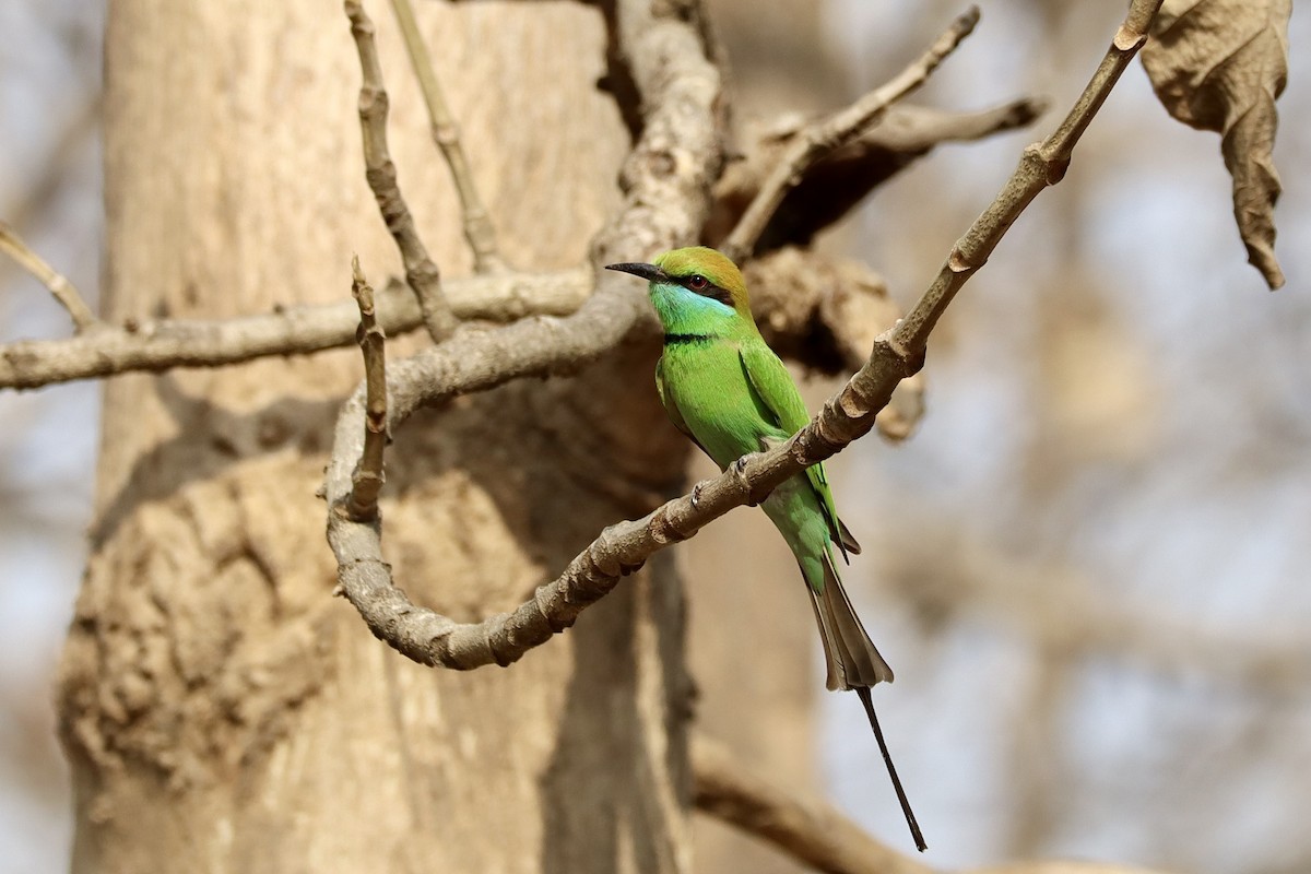 Asian Green Bee-eater - ML617694239