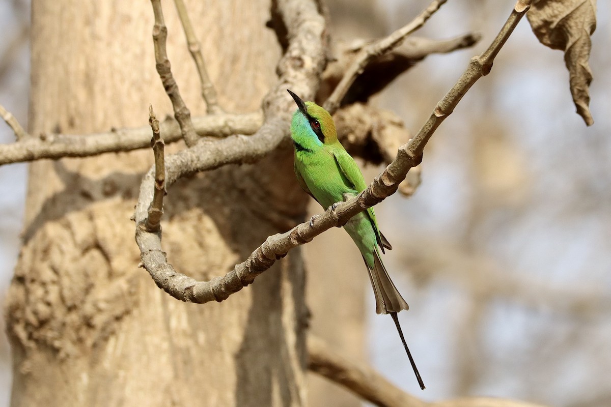 Asian Green Bee-eater - Amanda Damin