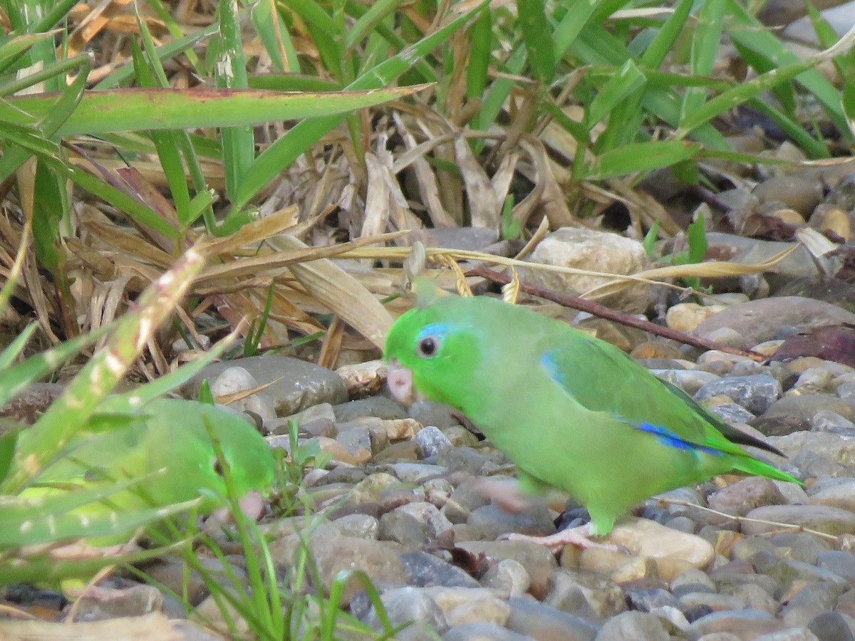 Spectacled Parrotlet - ML617694248