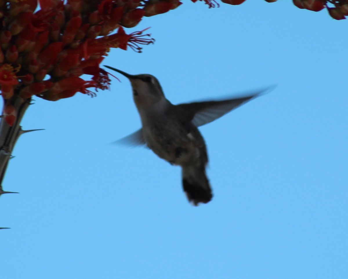 Anna's Hummingbird - ML617694264
