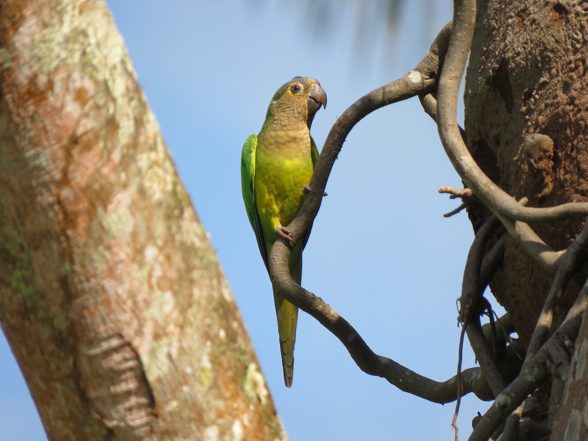 Brown-throated Parakeet - René Leal