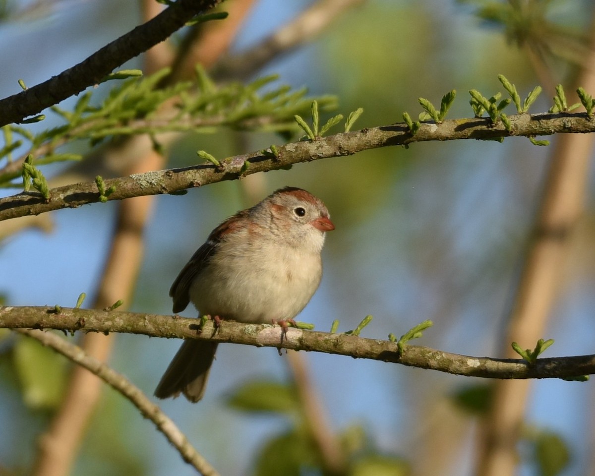 Field Sparrow - Lynn Kohler