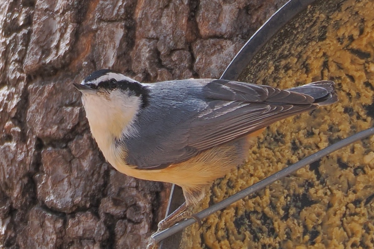 Red-breasted Nuthatch - Beth McBroom