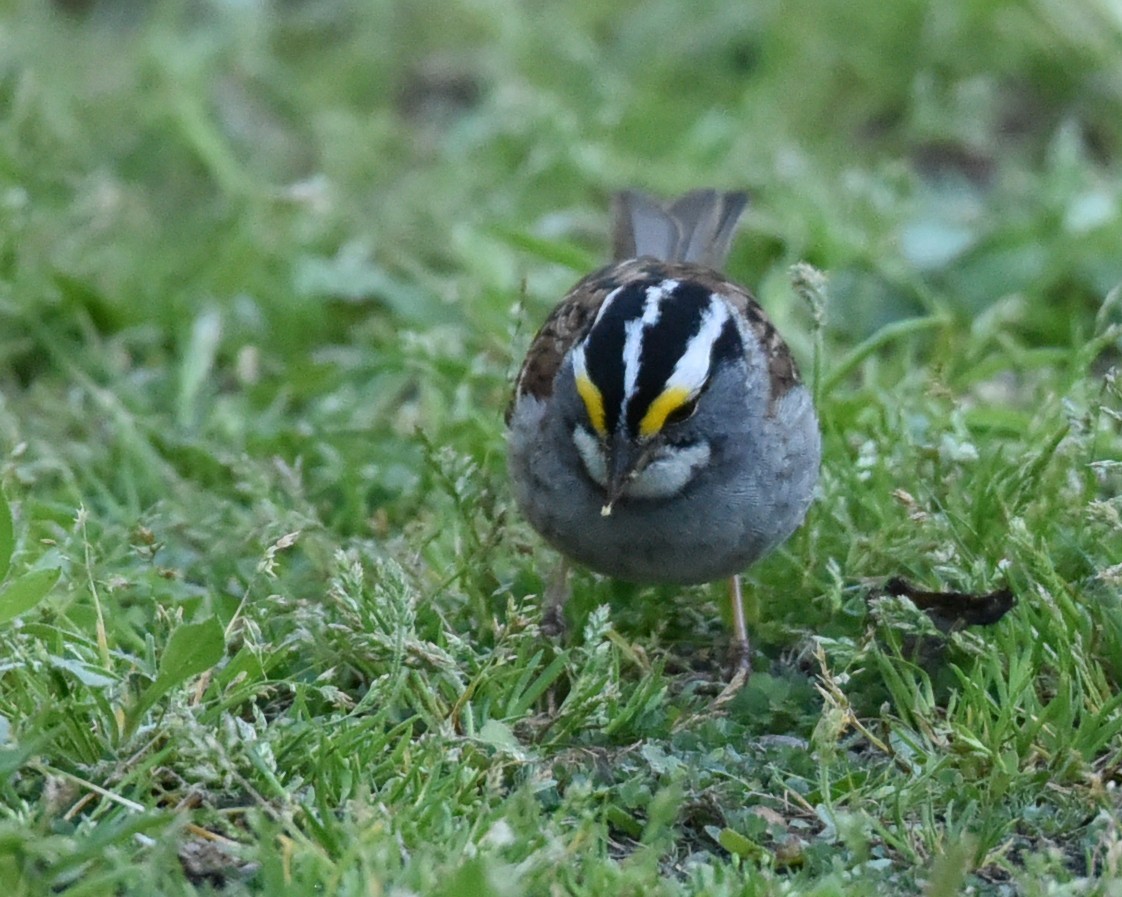 White-throated Sparrow - ML617694433