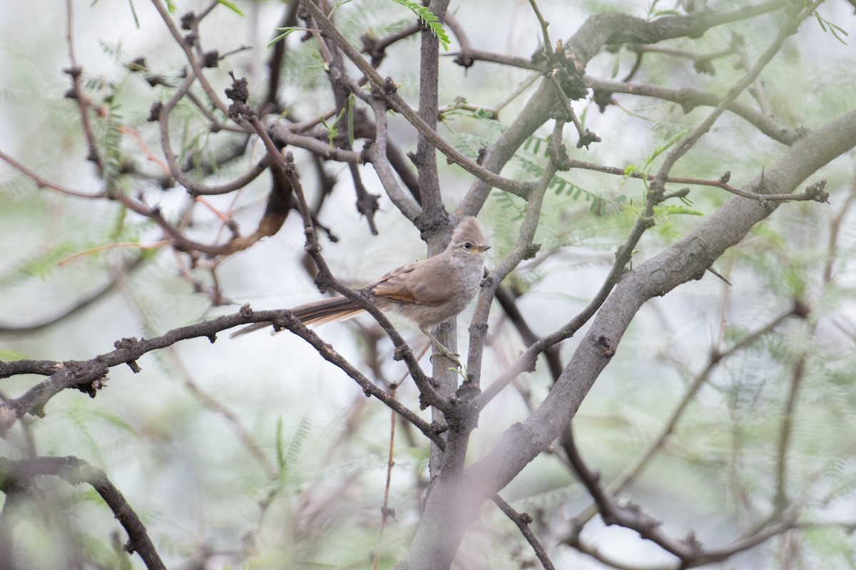 Tufted Tit-Spinetail - ML617694469