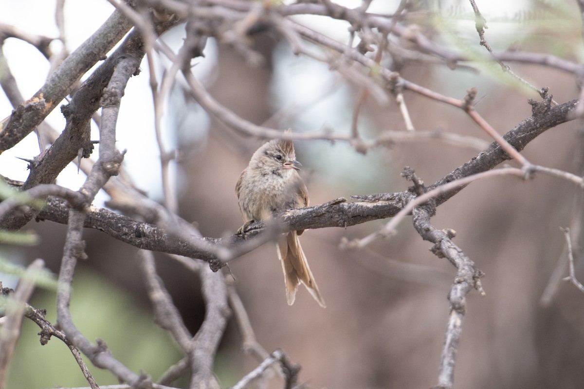 Tufted Tit-Spinetail - ML617694474