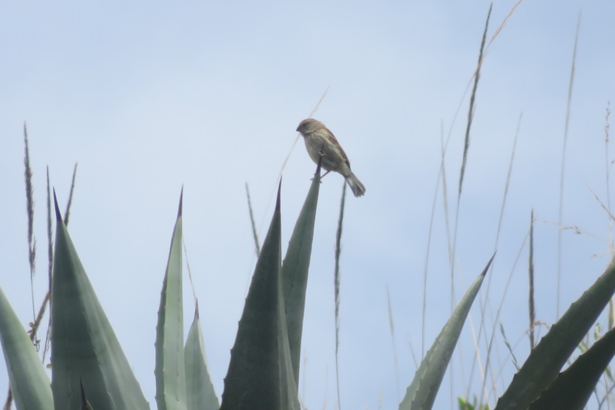 Plain-colored Seedeater - ML617694576