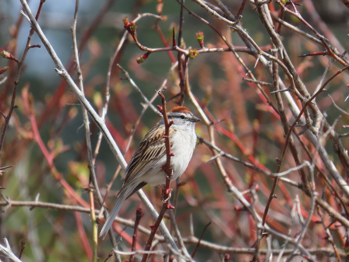 Chipping Sparrow - ML617694607
