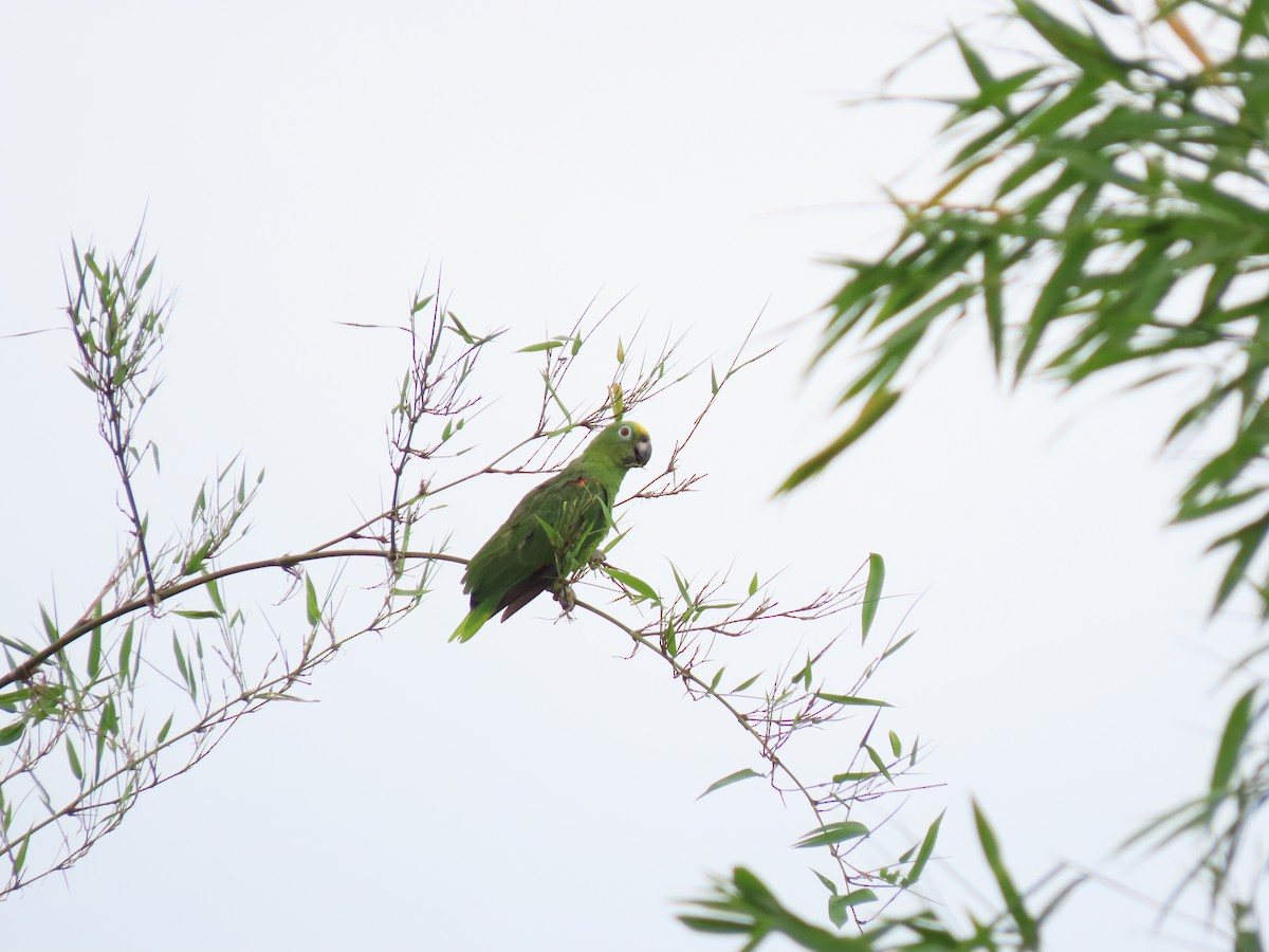 Yellow-crowned Parrot - ML617694624