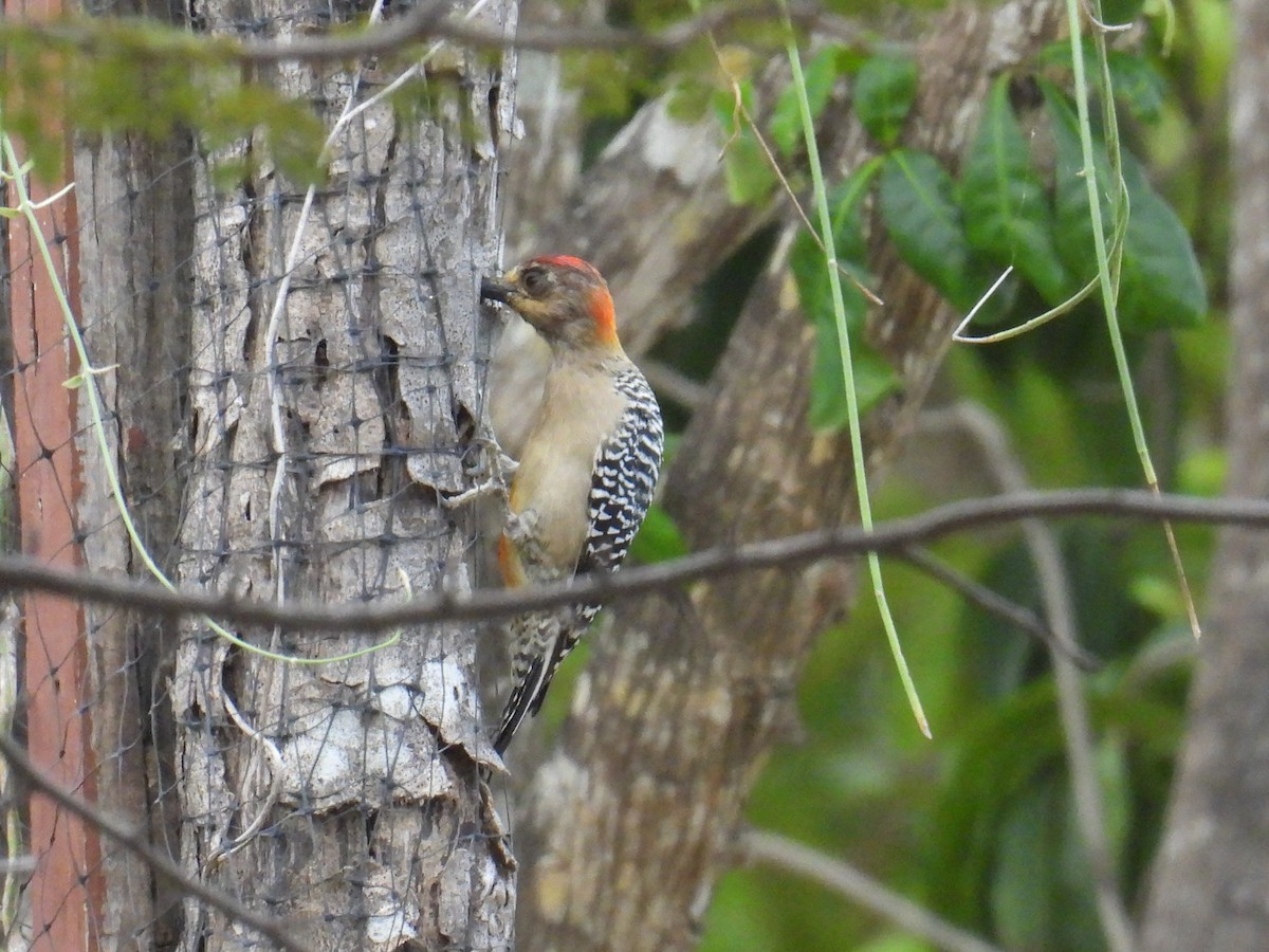 Red-crowned Woodpecker - ML617694633