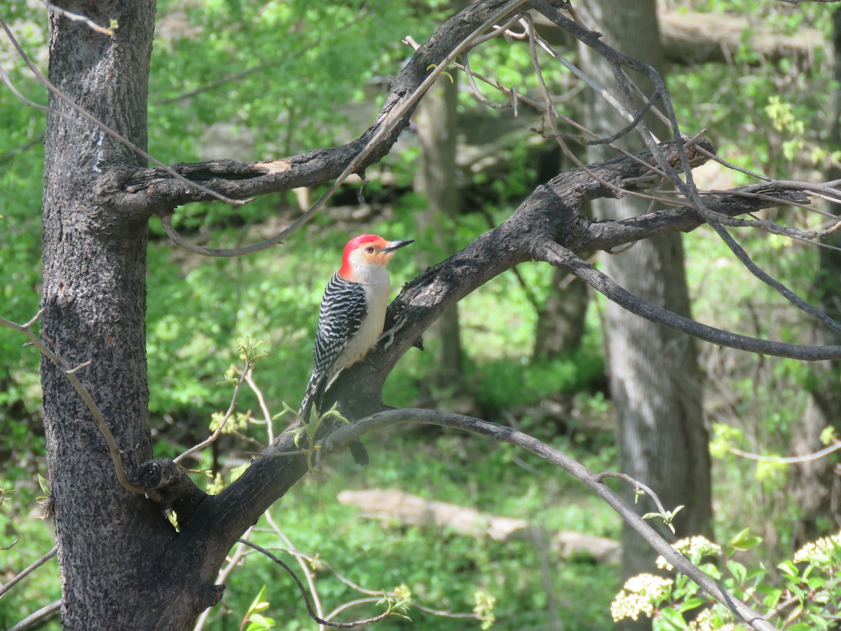 Red-bellied Woodpecker - ML617694639