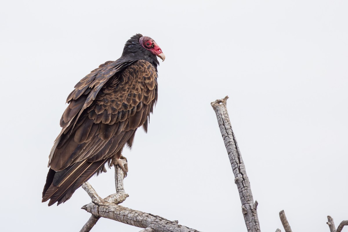 Turkey Vulture - Lesley Tullis