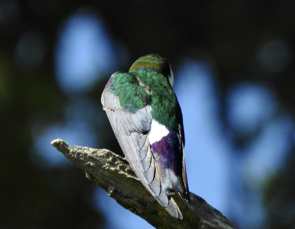 Violet-green Swallow - ML617694690