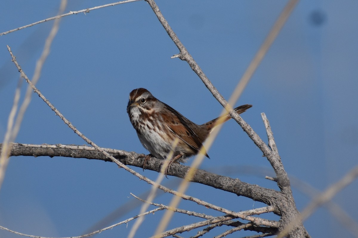 Song Sparrow (montana/merrilli) - ML617694703