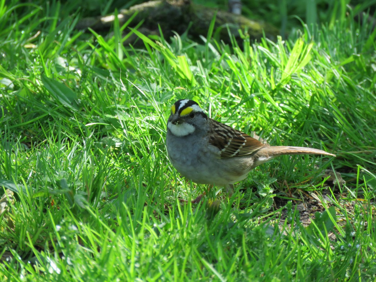 White-throated Sparrow - ML617694751
