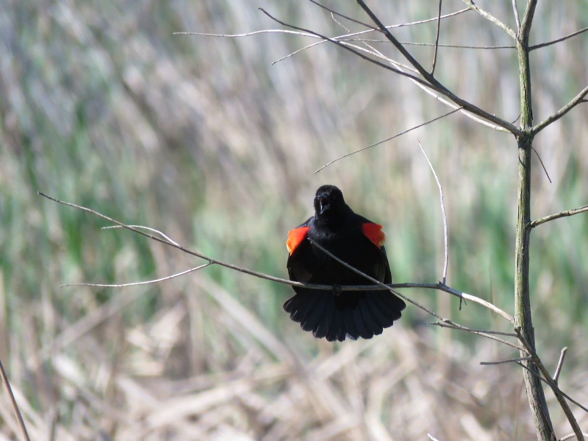 Red-winged Blackbird - Kayley Dillon