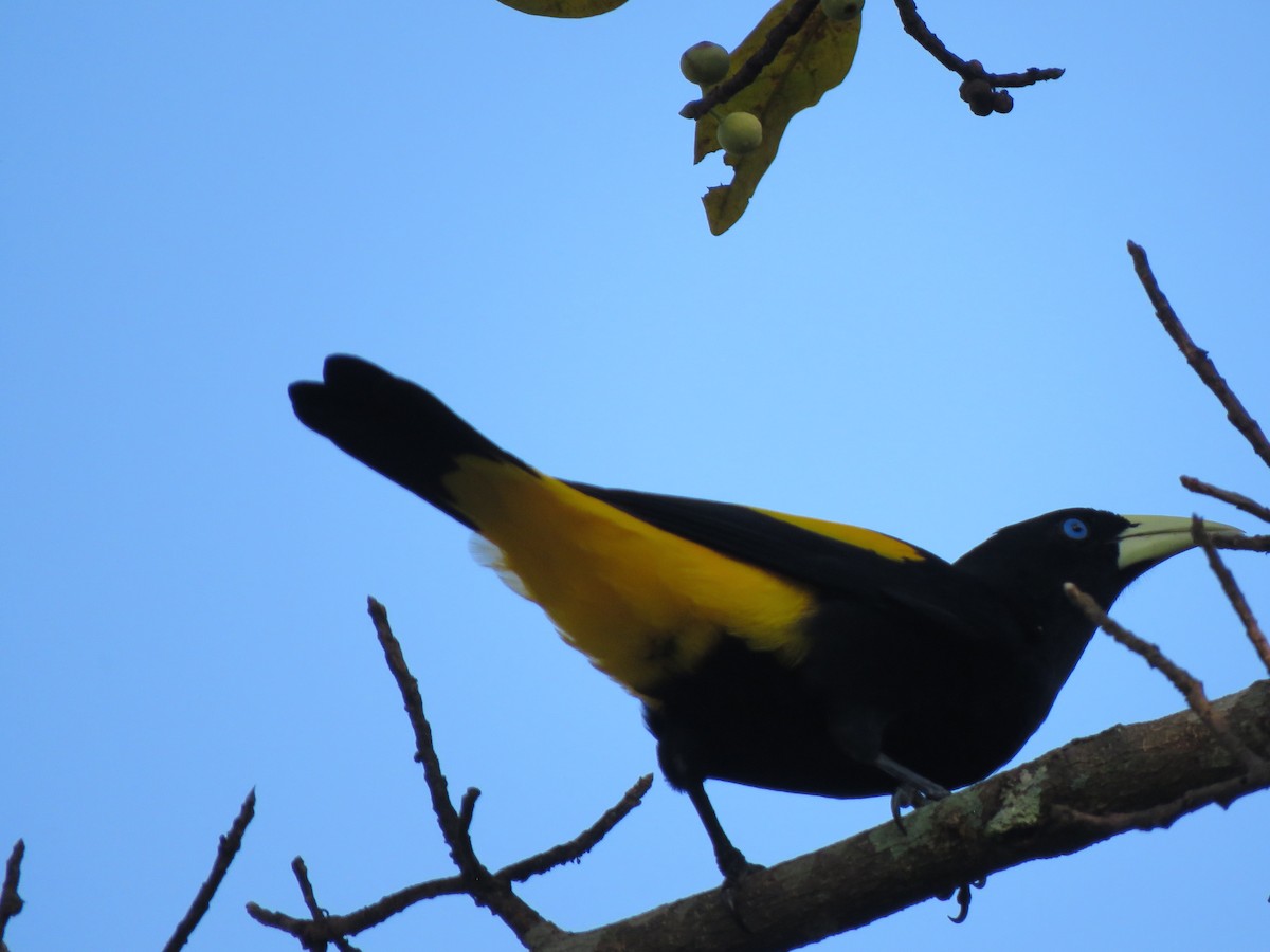 Yellow-rumped Cacique - ML617694792