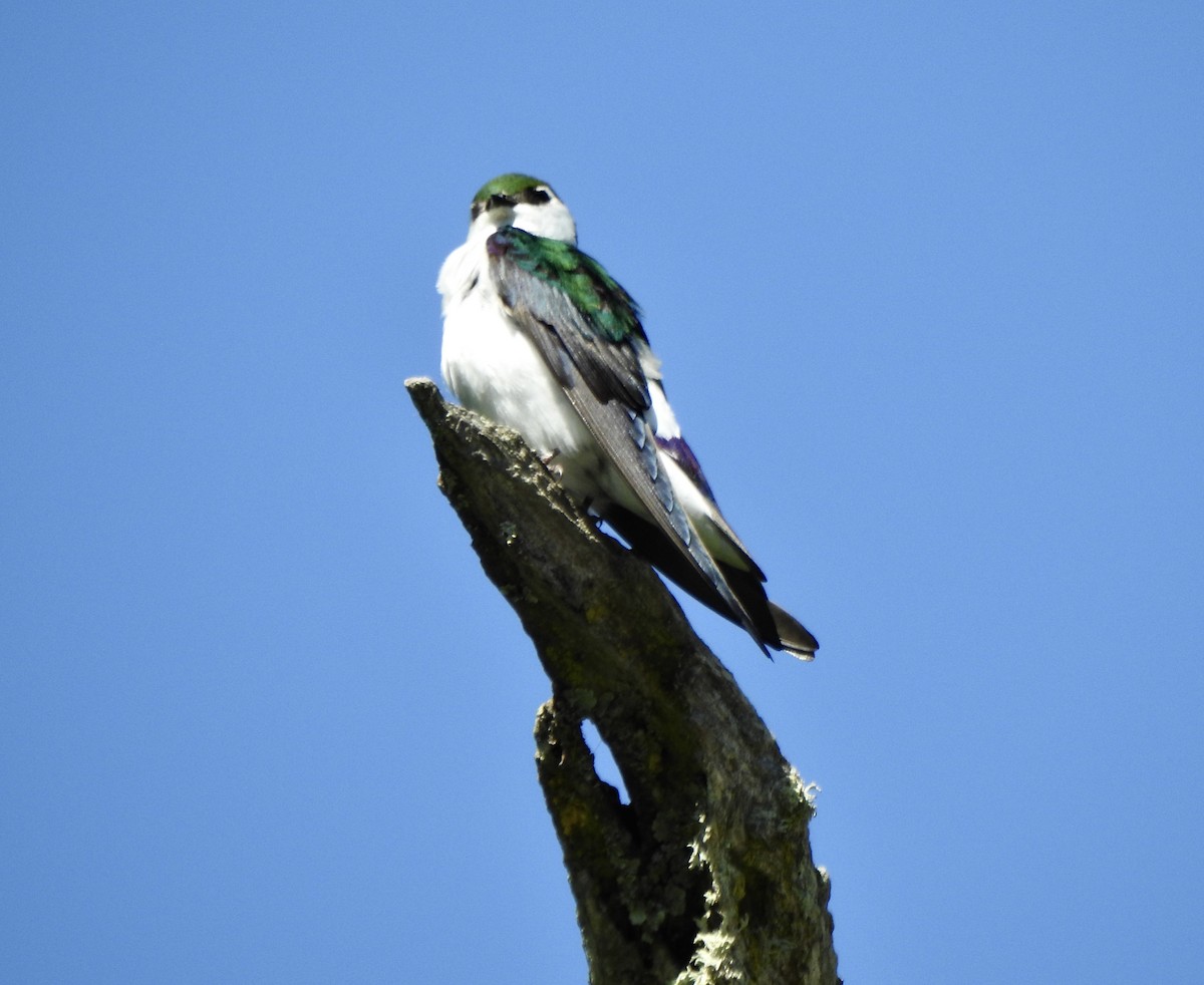 Violet-green Swallow - Malia DeFelice