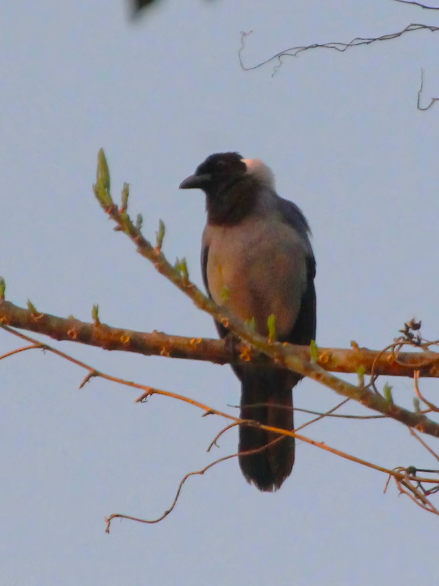 Violaceous Jay - Heather Williams