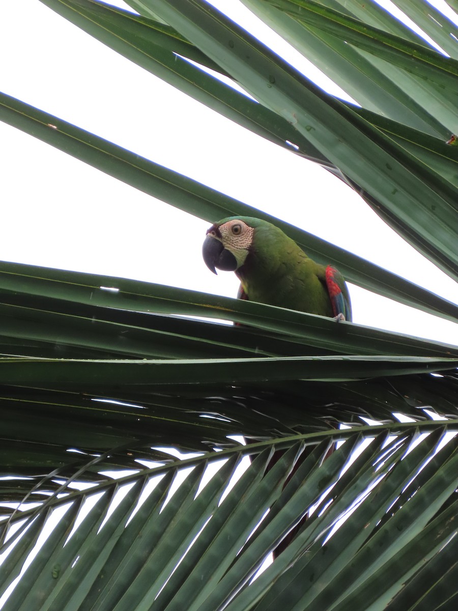 Chestnut-fronted Macaw - ML617694892