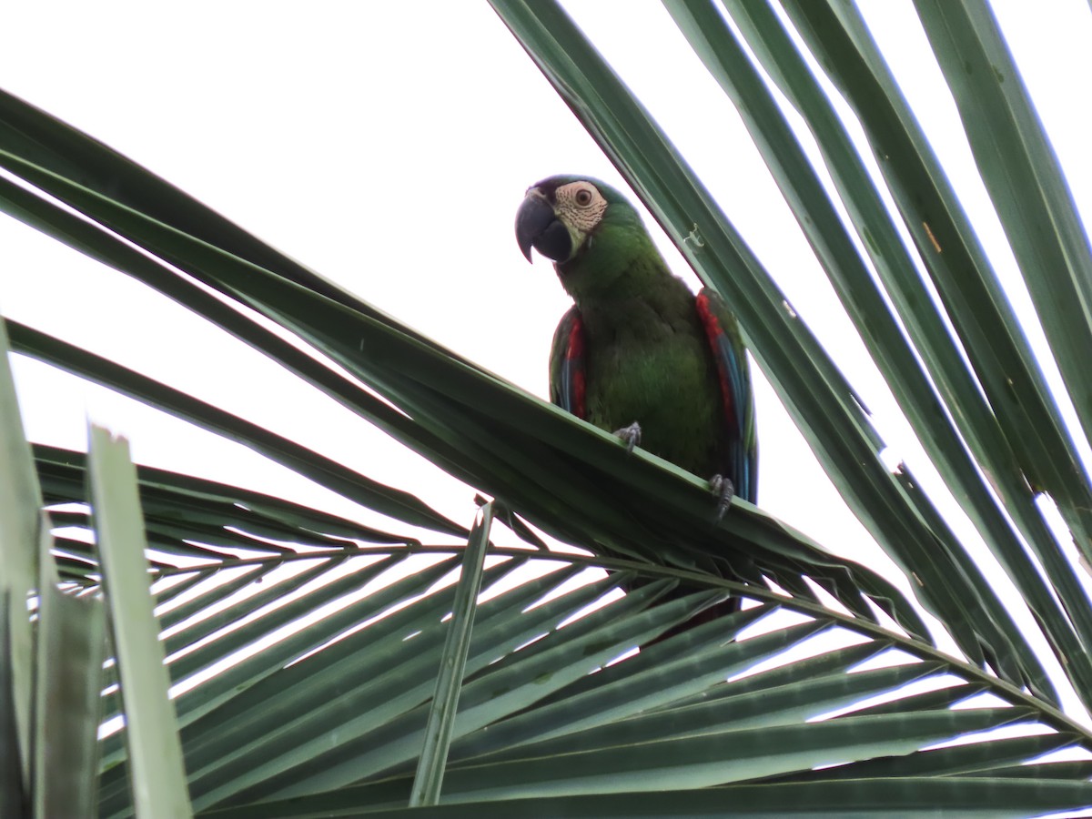 Chestnut-fronted Macaw - ML617694893
