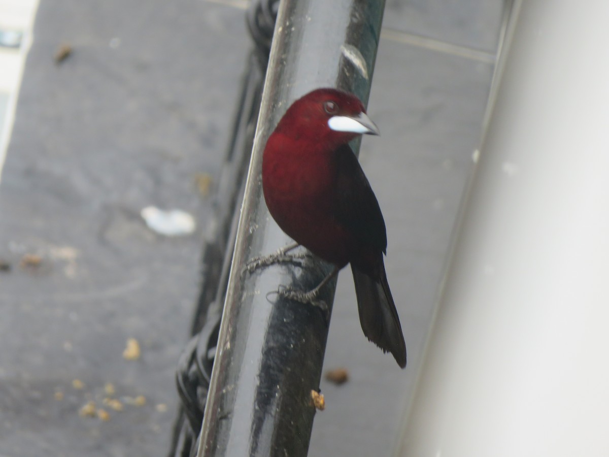 Silver-beaked Tanager - ML617694894