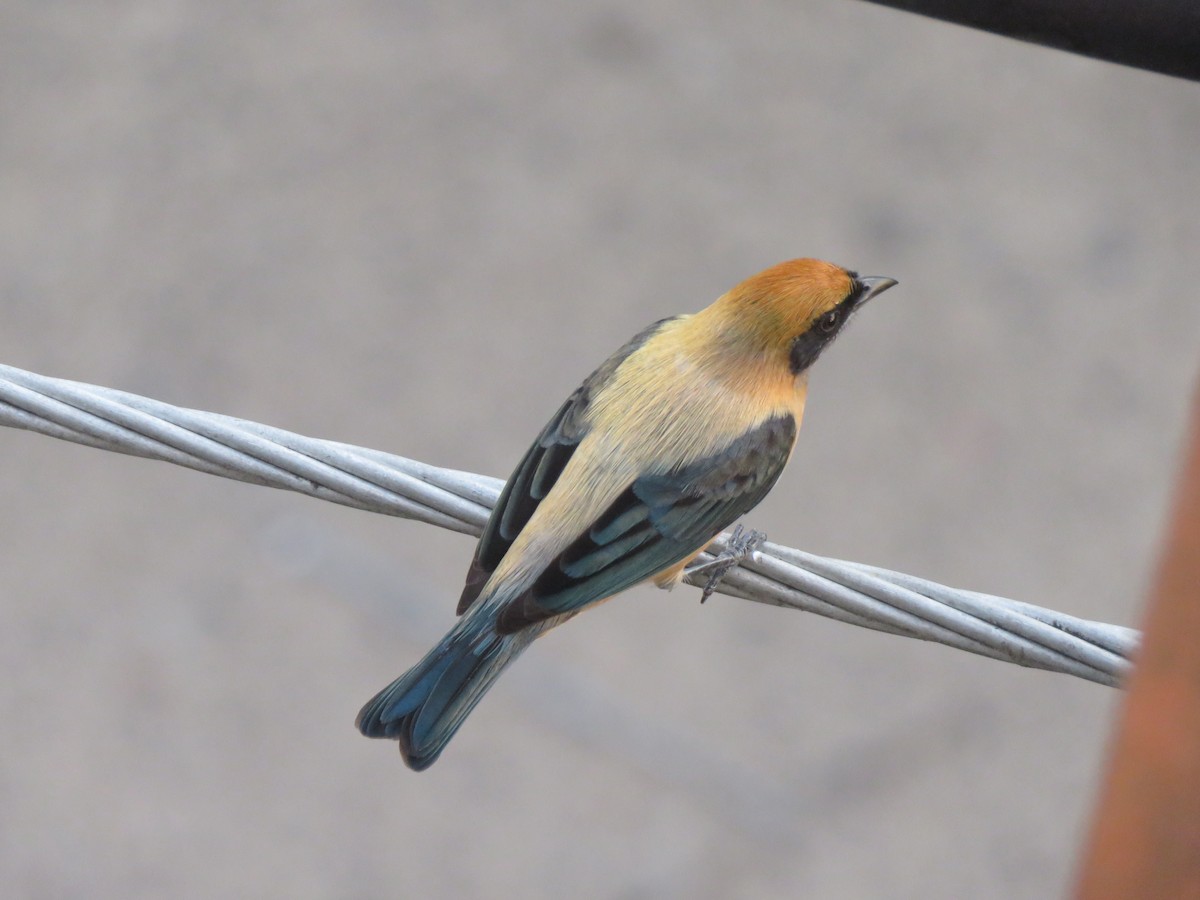 Burnished-buff Tanager - ML617694947