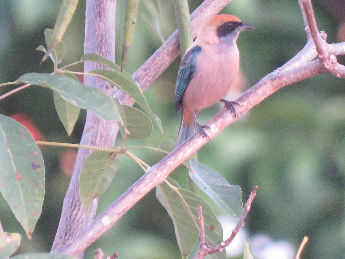 Burnished-buff Tanager - ML617694948