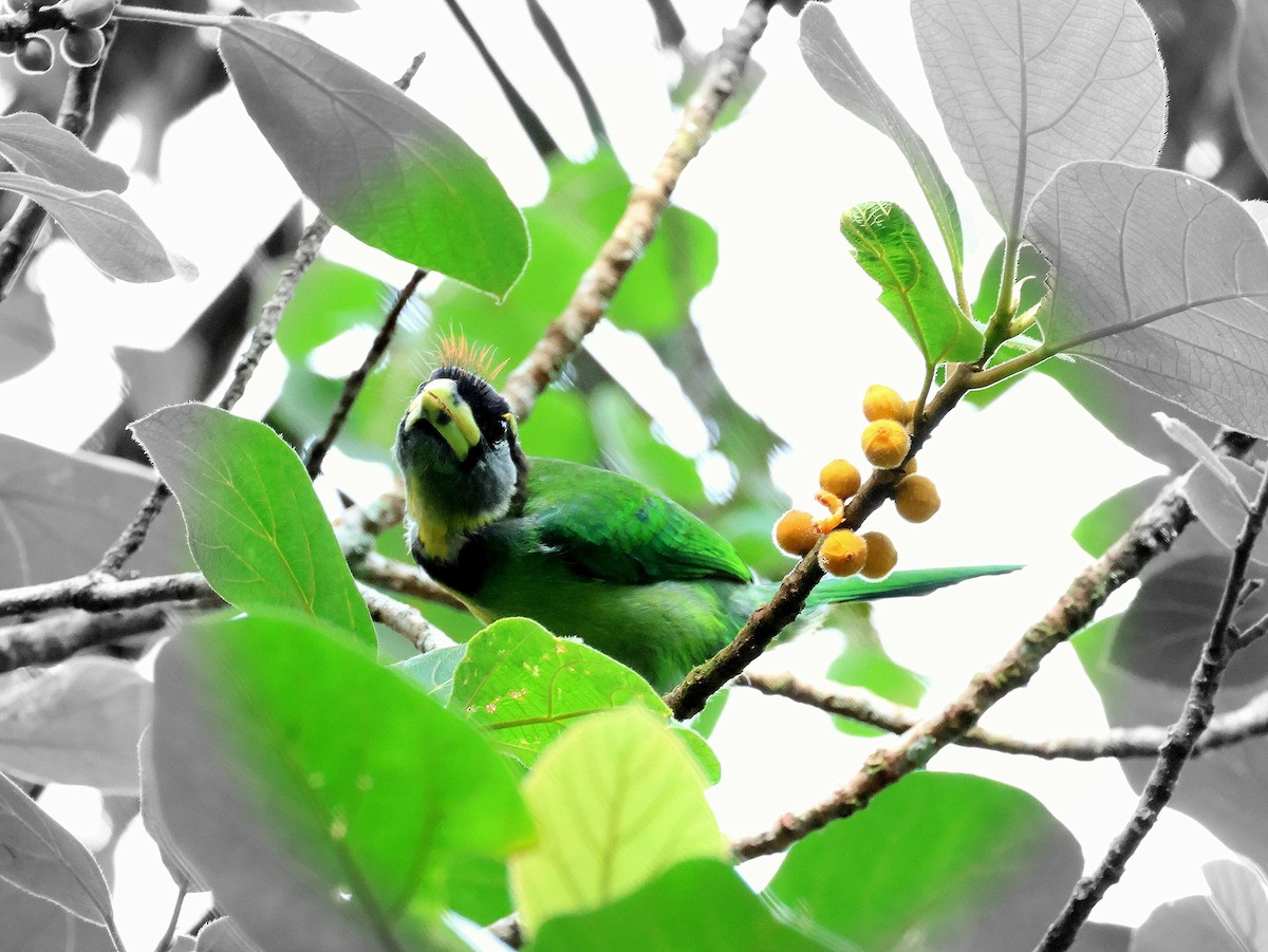 Fire-tufted Barbet - ML617695030