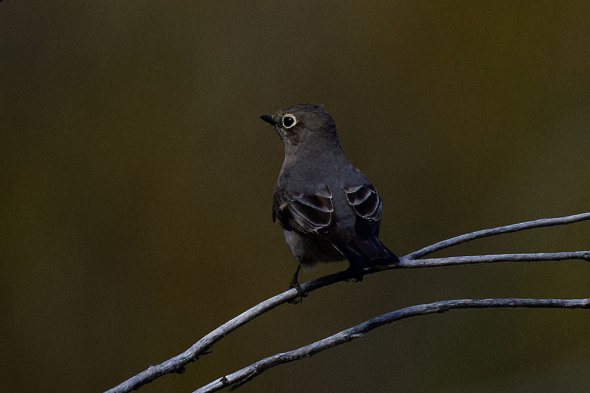 Townsend's Solitaire - gene collins