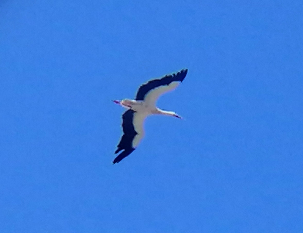 White Stork - ML617695127