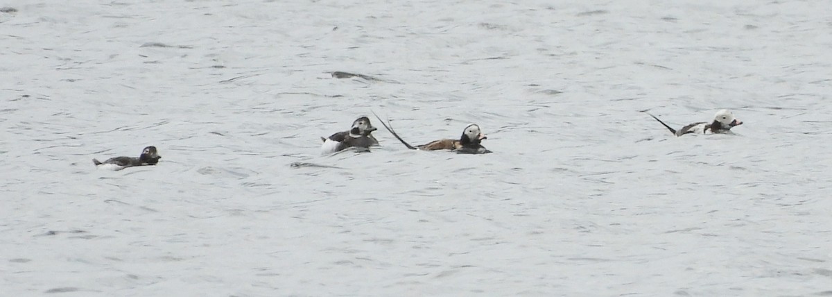 Long-tailed Duck - ML617695146