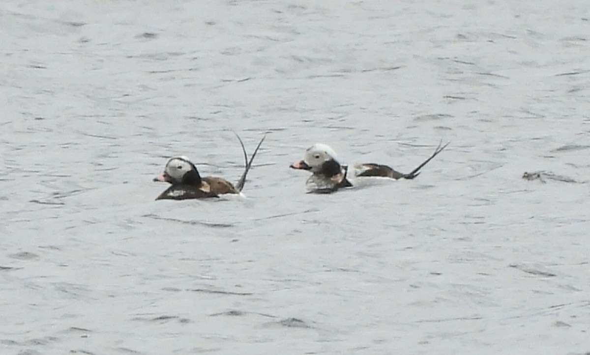 Long-tailed Duck - ML617695148