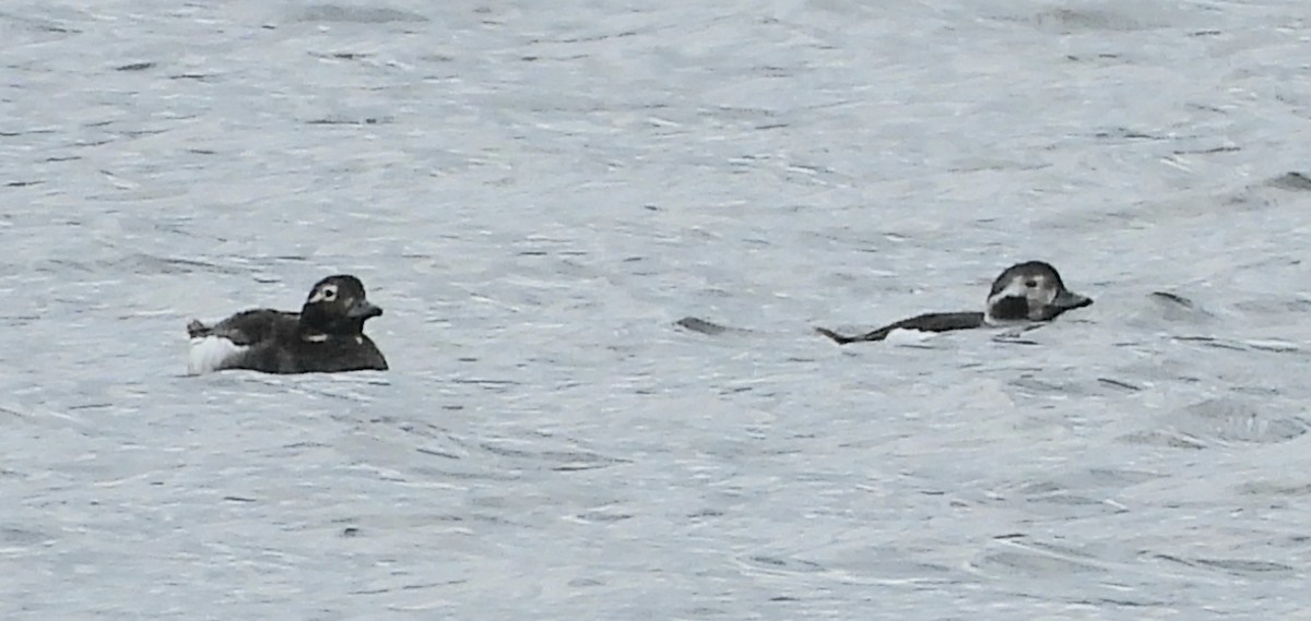 Long-tailed Duck - ML617695150