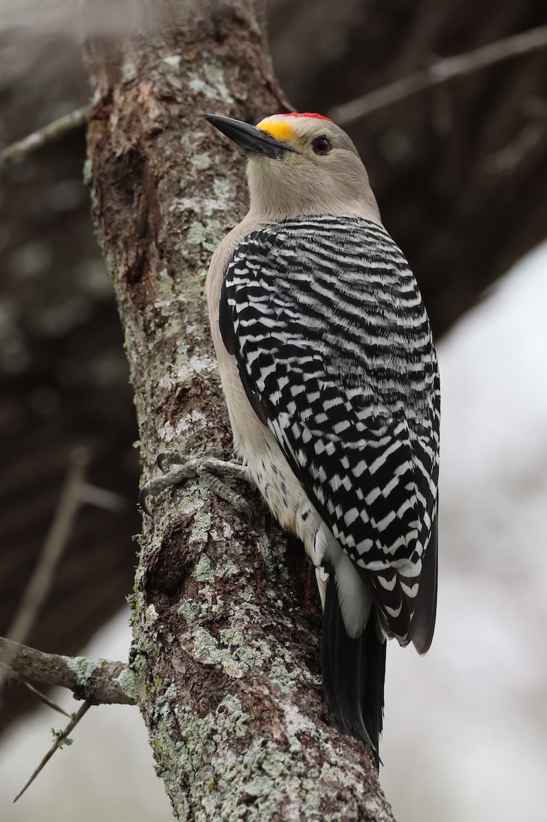 Golden-fronted Woodpecker (Northern) - ML617695196
