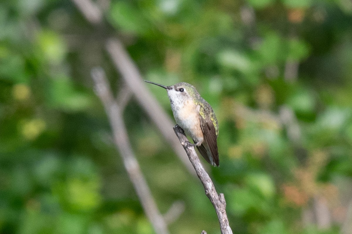 Calliope Hummingbird - Sharon J