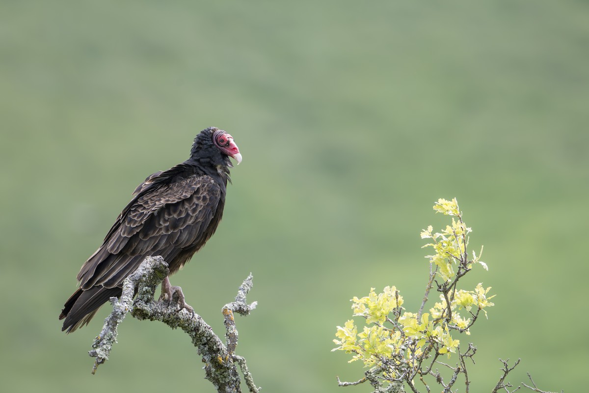 Turkey Vulture - ML617695416