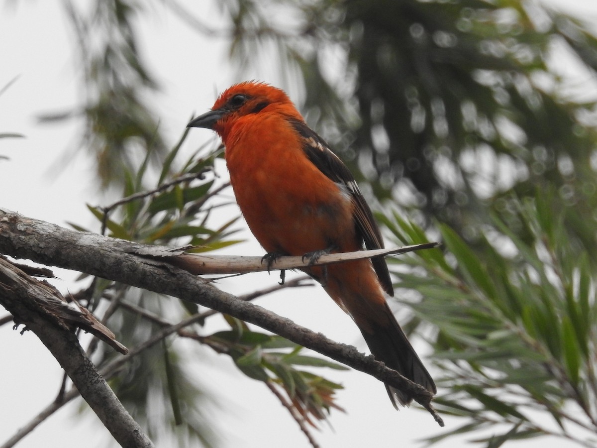 Flame-colored Tanager - ML617695425
