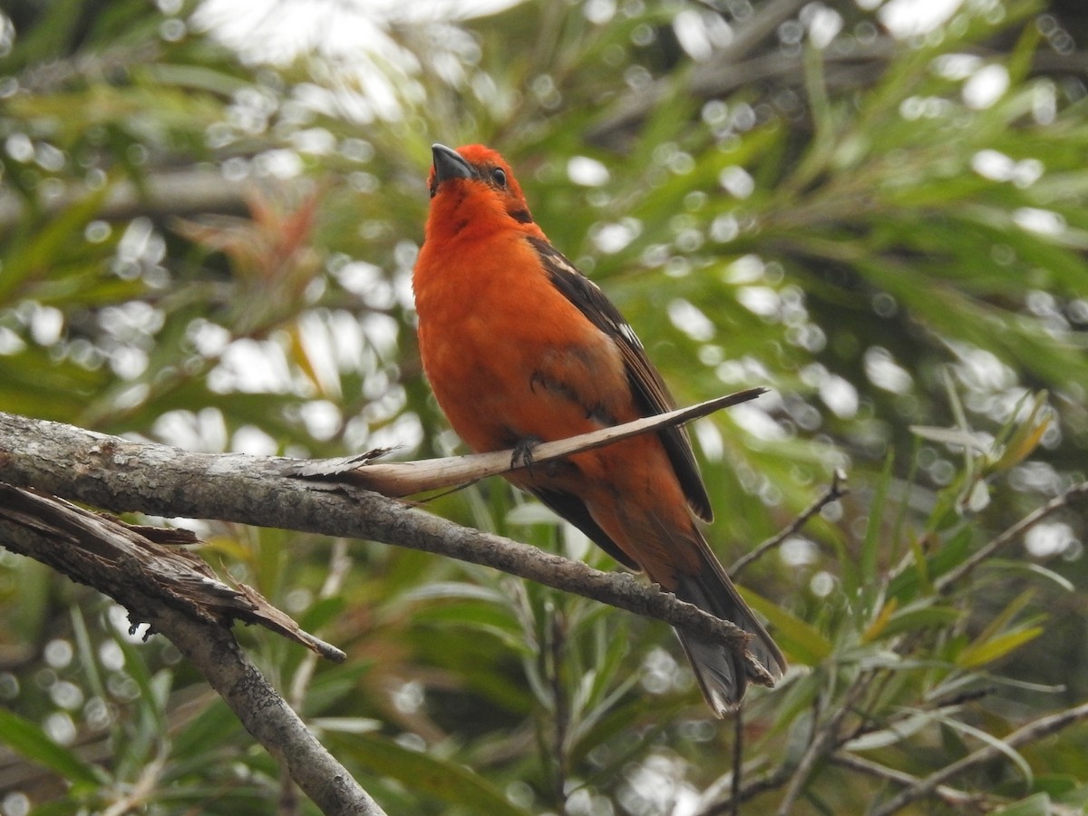 Flame-colored Tanager - ML617695426