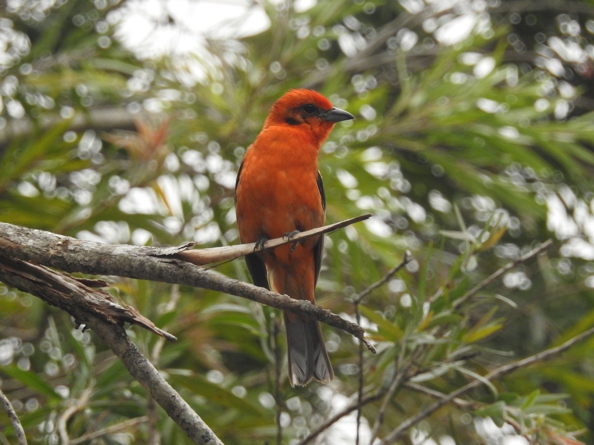 Flame-colored Tanager - ML617695427