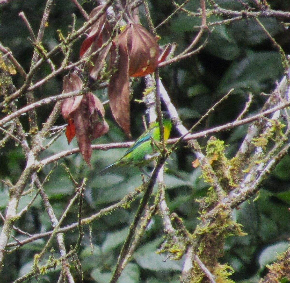 Green-and-gold Tanager - ML617695478