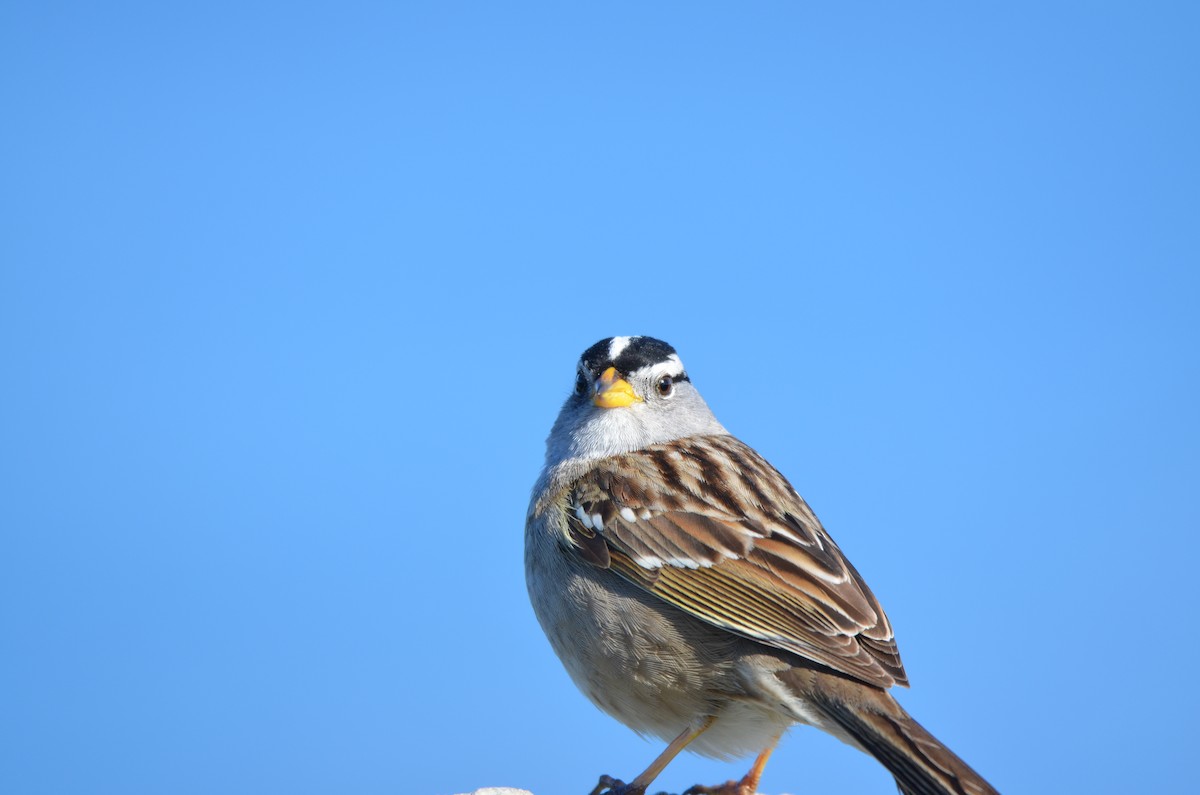 White-crowned Sparrow (pugetensis) - Misty Cannon