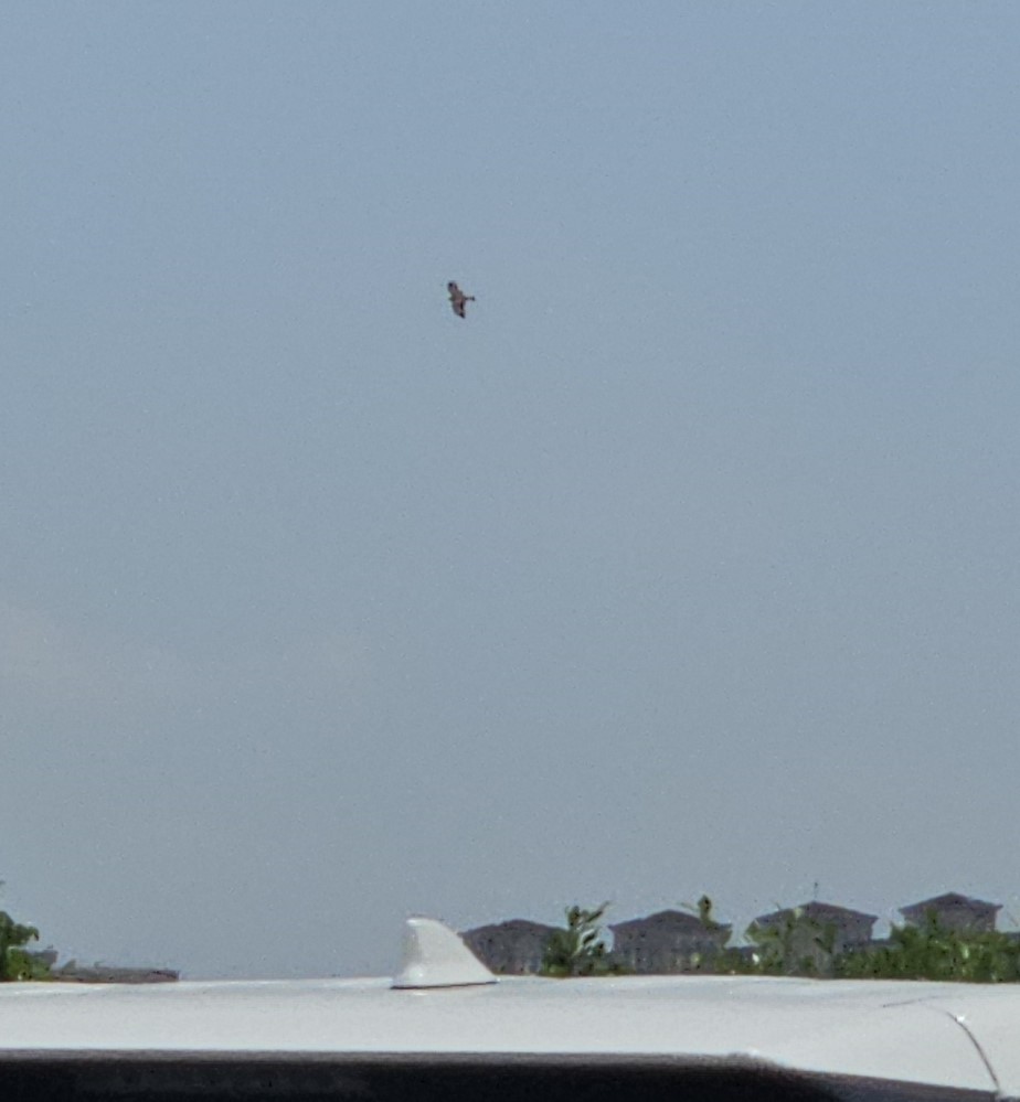 Black-winged Kite - ML617695517